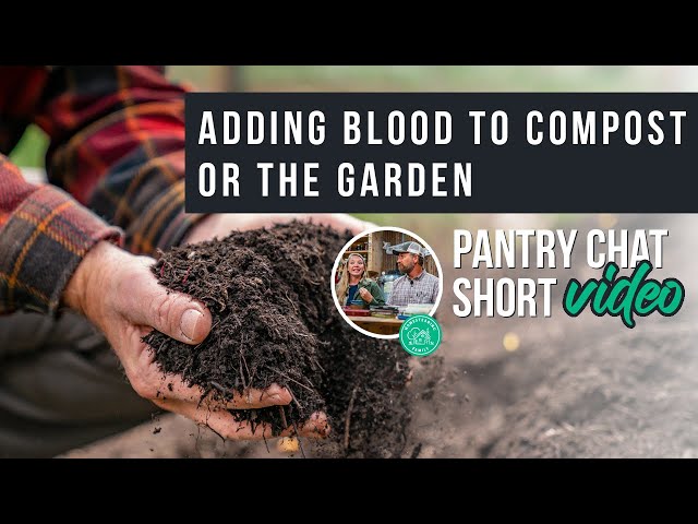 Pros and Cons of Adding Blood to Compost or the Garden | Pantry Chat Podcast Short