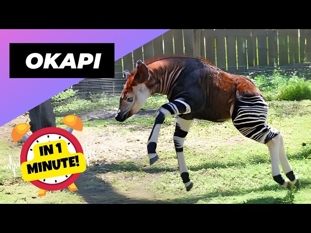 Okapi 🦒 The Rare Creature of the Congo! | 1 Minute Animals