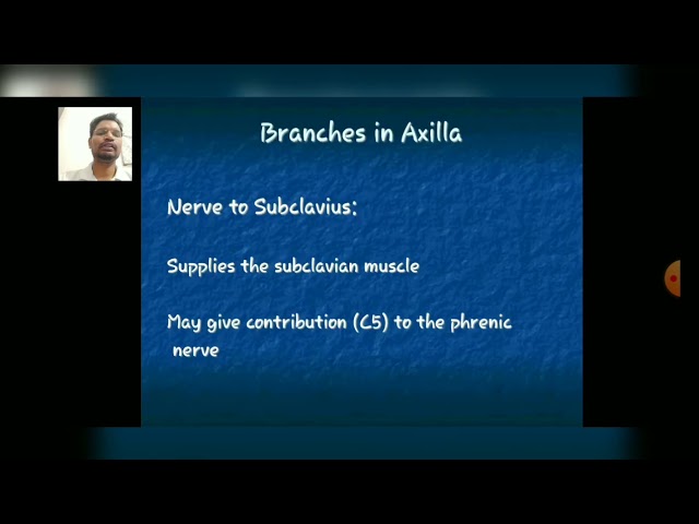 Axilla - Cords & Branches in the Axilla Part-4-By Dr.Robin Chopra(PT)/ Physio. Dept./ RPIIT Acad.