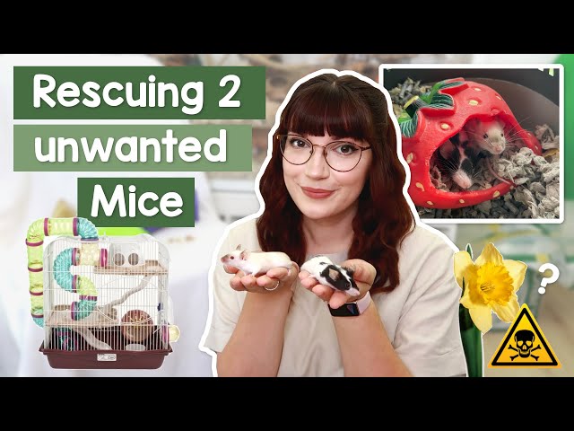 Rescuing two unwanted mice, they're so cute!