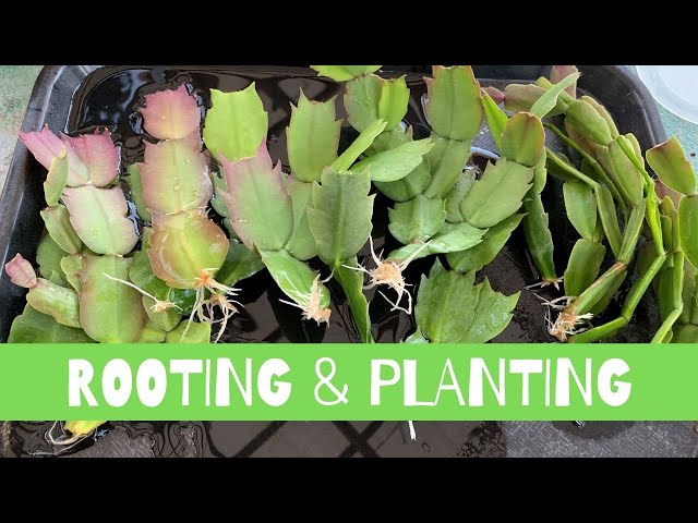 Rooting and Planting Schlumbergera Cactus | Thanksgiving, Christmas Cactus