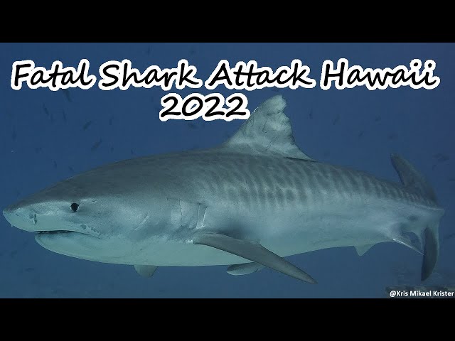2022 Fatal Shark Attack Hawaii + others shark attacks bites in the state 🦈