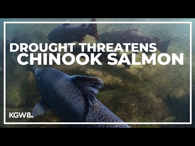 Salmon fishing season closed in California, most of Oregon