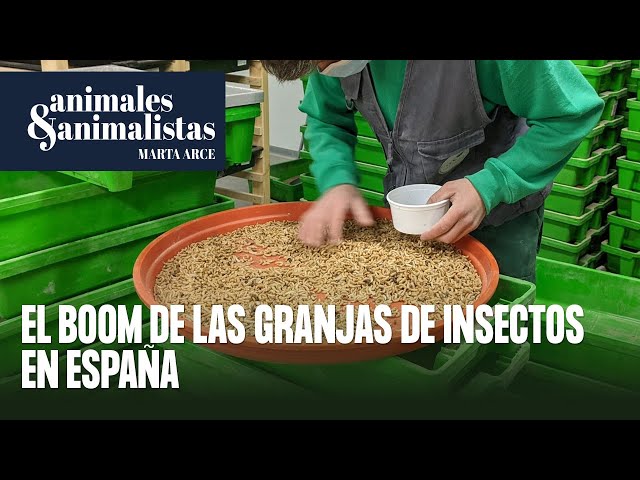 Las granjas de insectos se multiplican en España
