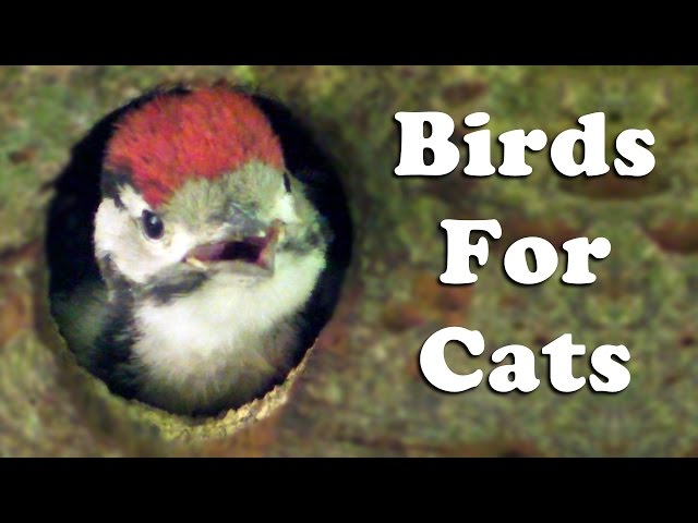 Videos for Cats To Watch Birds - The Woodpeckers Hole