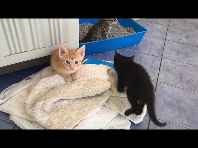 Kittens, almost 5 weeks ( Stray-Foster rescues, "Treacle" )