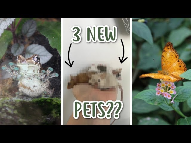 BUTTERFLY FARM & NEW PETS! | Vlog