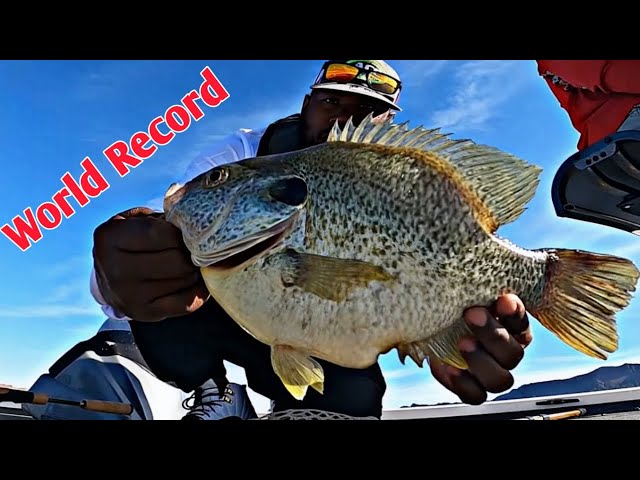 Fishing For The WORLDS BIGGEST Sunfish (Redear Shellcracker Fishing)