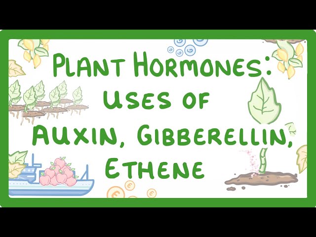 GCSE Biology - Plant Hormones - Uses of Auxin, Gibberellin and Ethene  #53