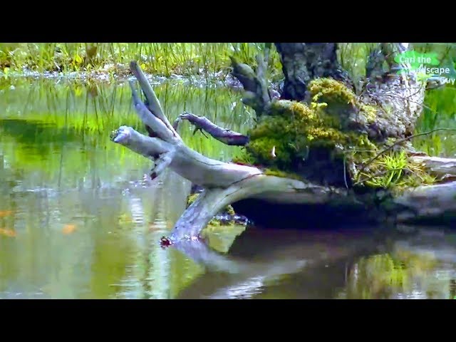 NATURAL POND WATER PLANTS & DECORATION | KOI FISH RELEASE,HERON FENCE,LAKE, RAIN,REFILL,HOW TO DIY