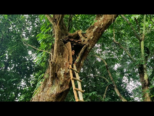 Make shelter in a giant rotten tall tree trunk, cook and stay overnight - Tropical Forest