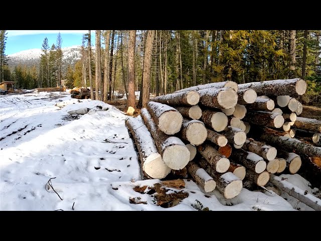 We Are Going To RUN Out Of LOGS - We NEED A New PLAN // Milling Logs On Our Woodland Mills Sawmill
