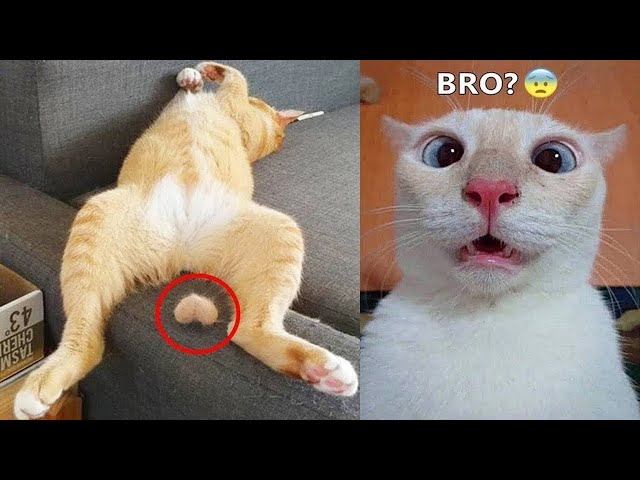 Try Not To Laugh Challenge  😂 - Funny Dogs And Cats Videos😺🐶