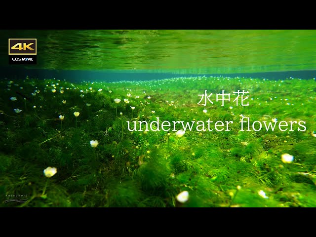 4K Pretty flowers blooming under the surface of the water / underwater flower , Baikamo