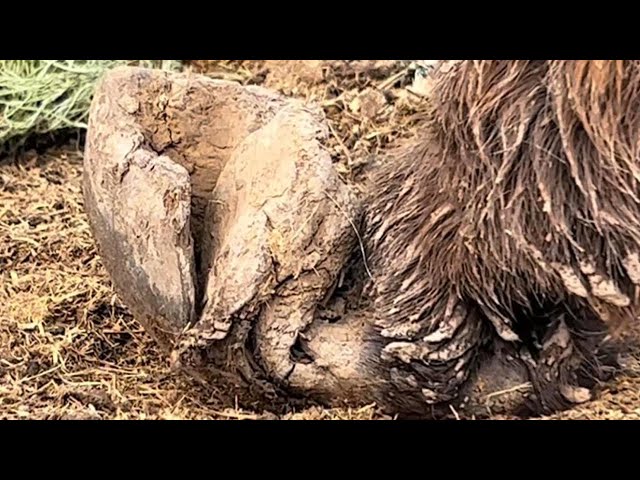 Look! Wild ass’s 4 hooves are super twisted and trimmed【DONKEY HOOF SAVIOR】