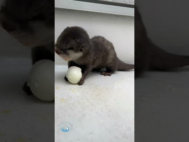 Baby Otter Said "Wow!" at the Delicious Taste of a Boiled Egg