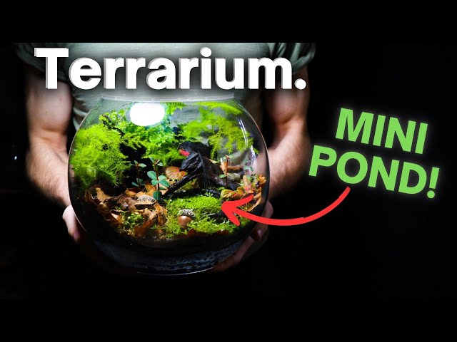 I Made an Ecosystem With a Mini Pond Inside, Here’s How!