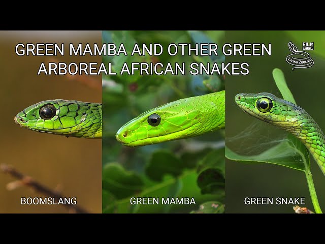 Deadly venomous Eastern green mamba, green arboreal snakes, Boomslang, feared snakes of Africa