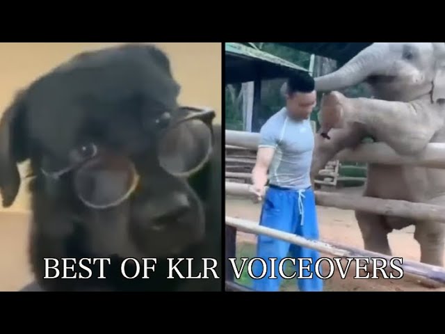 Best Animal Voiceovers (2023)
