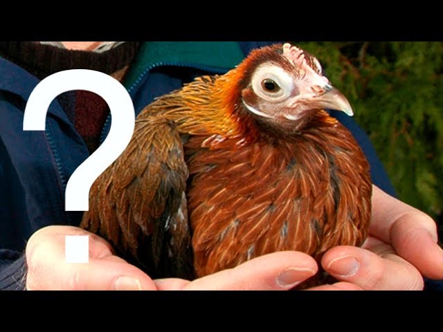 Chicken Came First or Egg? How to Grow Taller? Black Hole Information Paradox - Q&A session
