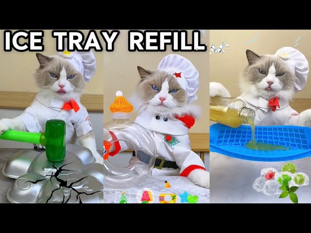 The Ultimate Ice Tray Refill Challenge with Puff! 🧊🐱