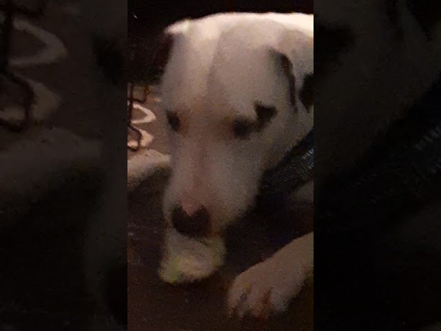 my puppy eats cauliflower!♡ (ignore background noise)