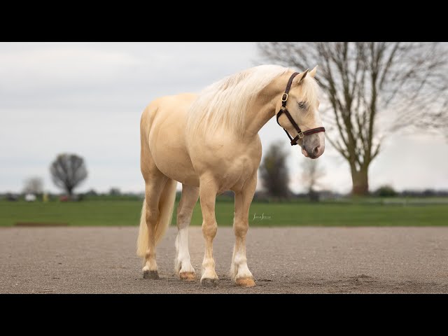 Breyer - American Cream Draft Horse - rare breed