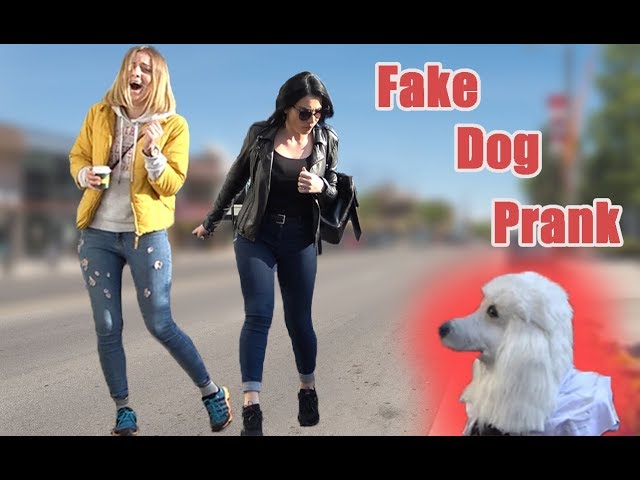 FAKE DOG SCARE PRANK | AWESOME REACTIONS