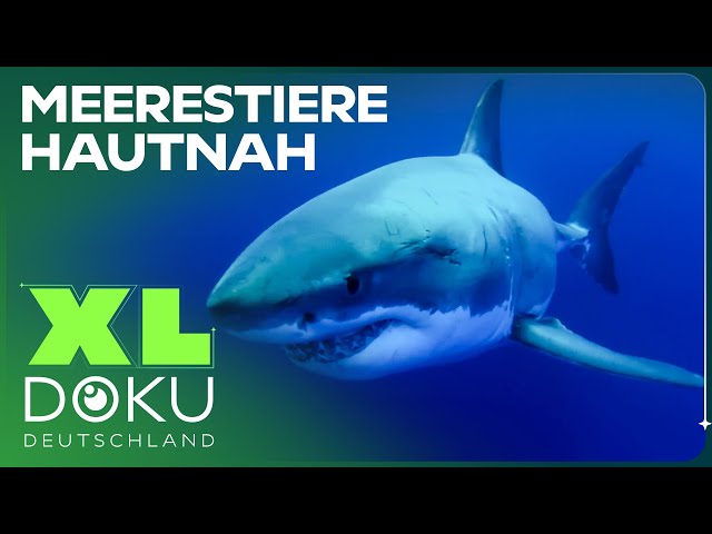 Giganten der Meere | Weißer Hai und Buckelwale | XL Doku Deutschland