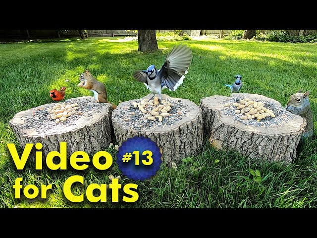 TV for Cats | Backyard Bird and Squirrel Watching | Video 13