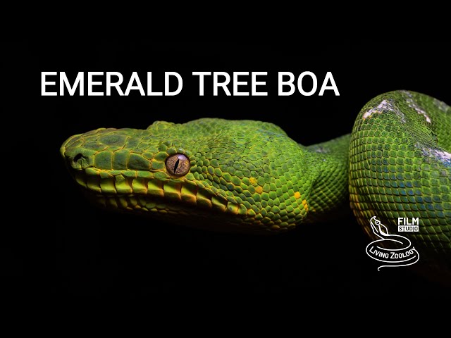 Emerald tree boa, a beautiful snake from the Amazon rainforest
