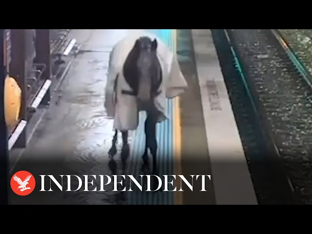 Horse trots down Sydney train station platform