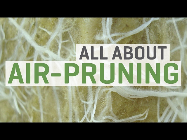 All About Air Pruning