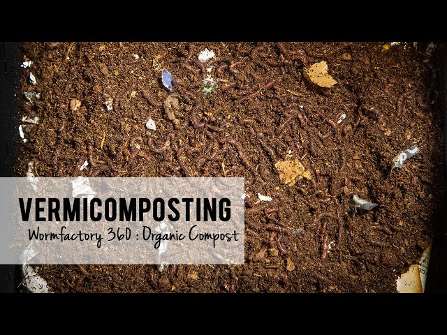 Vermicomposting : Wormfactory 360 Setup for Worm Castings, Organic Compost