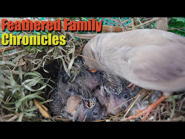 Feathered Family Chronicles Day 13: A Heartwarming Journey of Bird Parents Raising Their Newborns