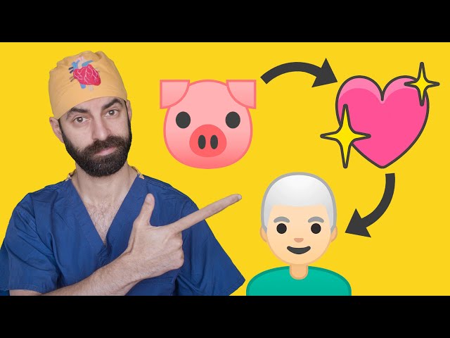 Everything You Need to Know About the First Pig-Human Heart Transplant