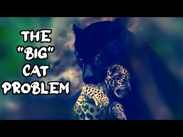 The Ridiculously Complicated World of Cats