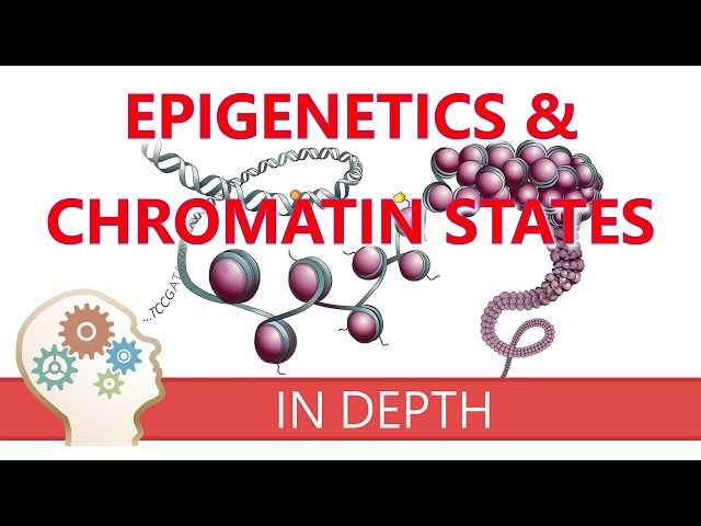 EPIGENETICS & CHROMATIN STATES - An introduction to histone modifications & gene transcription roles
