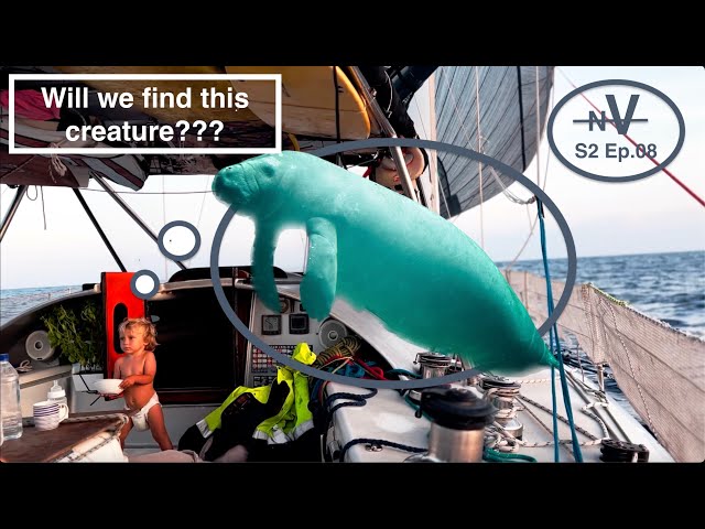 Sailing in Search of Sea Cows! | S2 Ep8