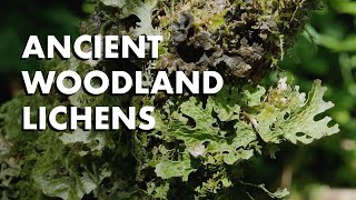 Identifying Woodland Species