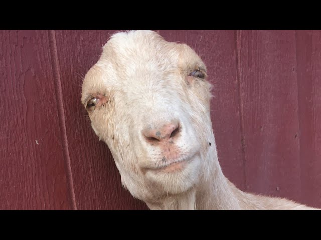 Rescue 'mini goat' turns out to be something else