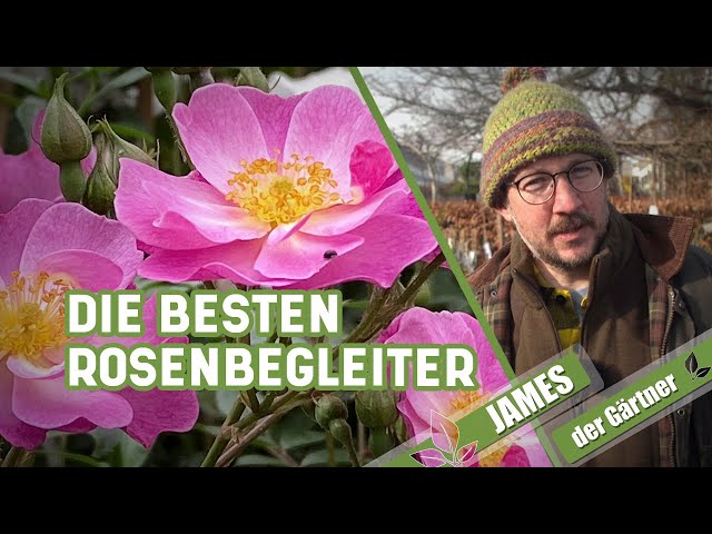 So gestaltet man ein Rosenbeet | James der Gärtner