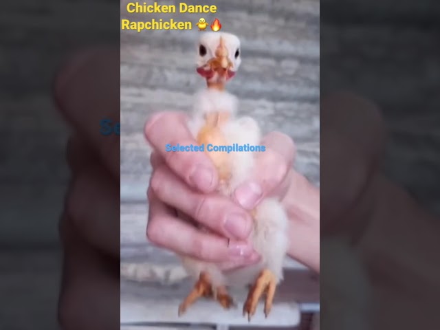 Chicken Dance Rap Chicken 🐥🔥