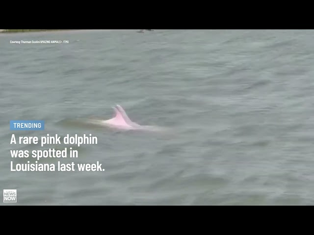 Caught on Camera: Anglers capture video of pink dolphin