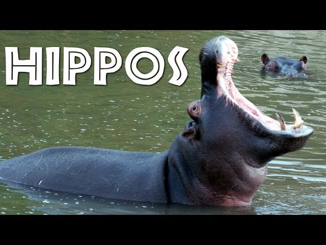 All About Hippos for Kids: Hippopotamus for Children - FreeSchool
