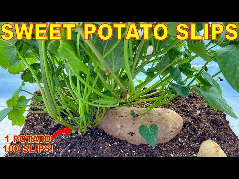 Turn ONE Sweet Potato Into 100 LBS Of Sweet Potatoes By Growing SWEET POTATO SLIPS! [Complete Guide]