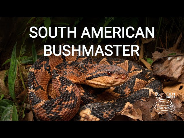 Deadly venomous South American bushmaster, the third longest venomous snake in the world