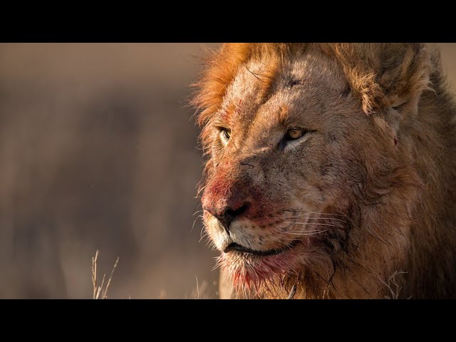 Lion encounter at Kruger National Park (crazy experience)