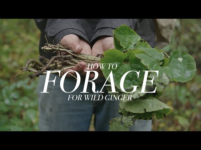 Foraging for Wild Ginger with Chef Shawn Adler