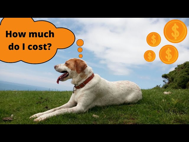 How much does it cost to own a DOG? –ALL EXPENSES EXPLAINED + hidden benefits! (real example)